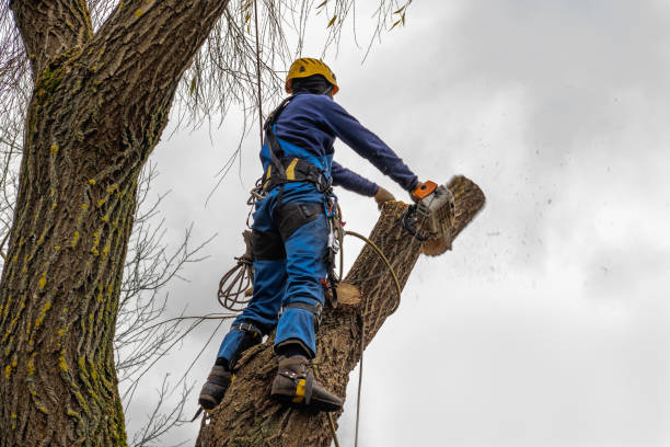 Trusted Robinson, IL  Tree Services Experts