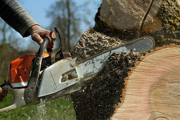 Best Tree Trimming and Pruning  in Robinson, IL